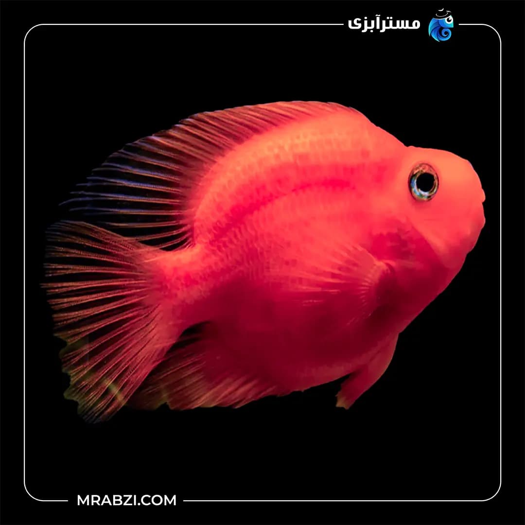 پرت رنگی قرمز