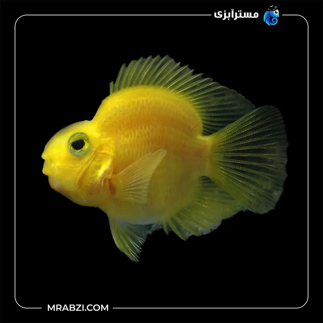 پرت رنگی زرد