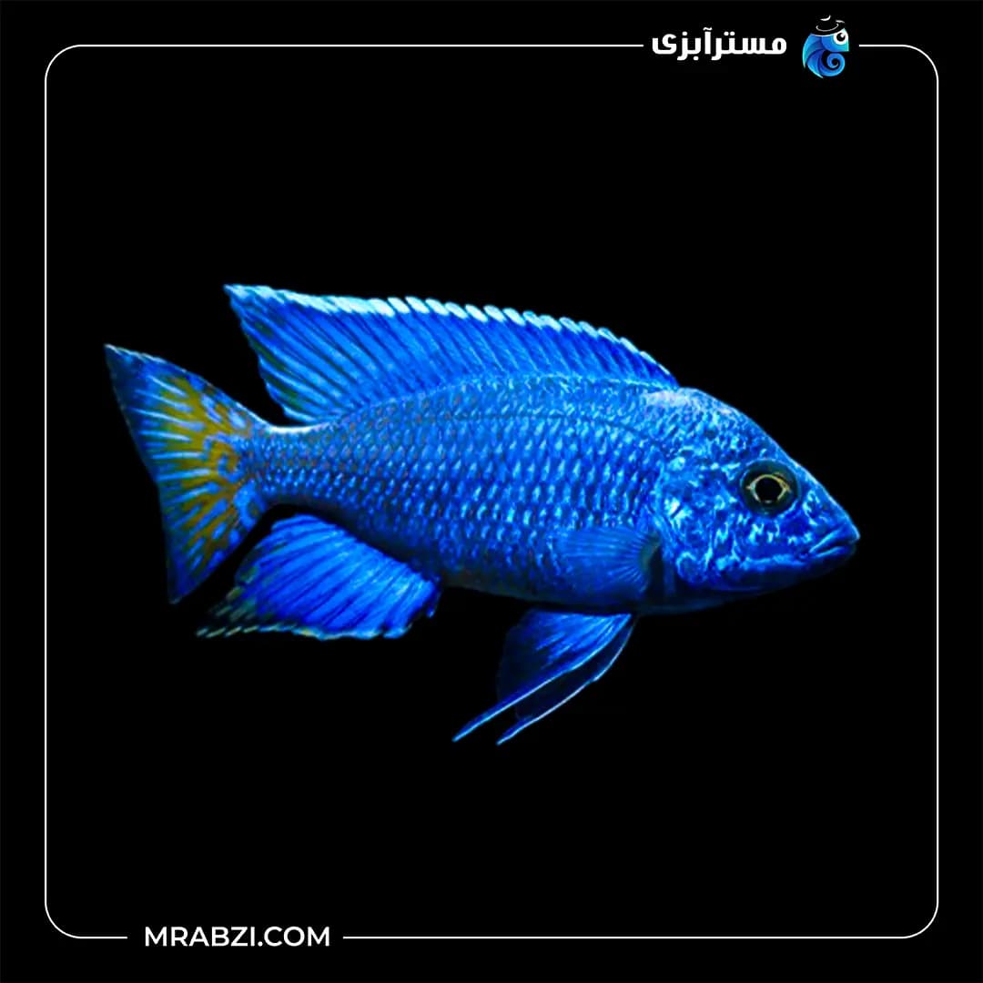 ماکرو آبی