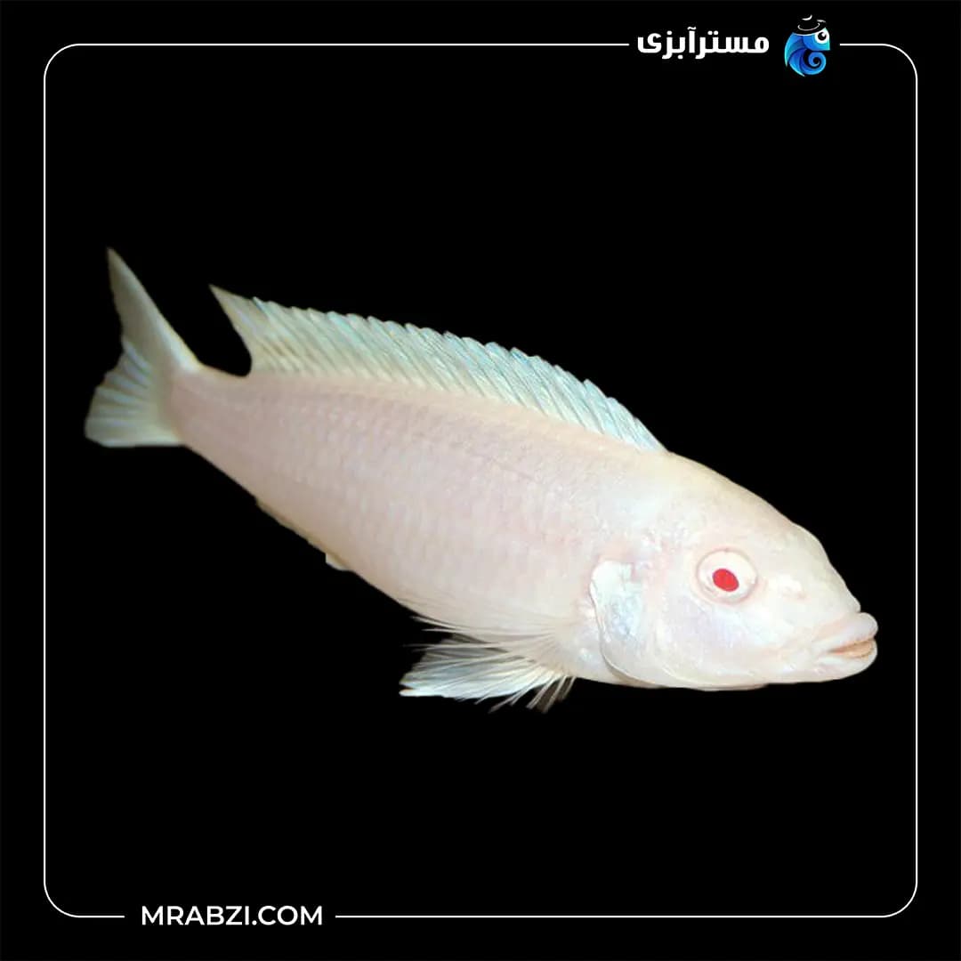 ماکرو سفید