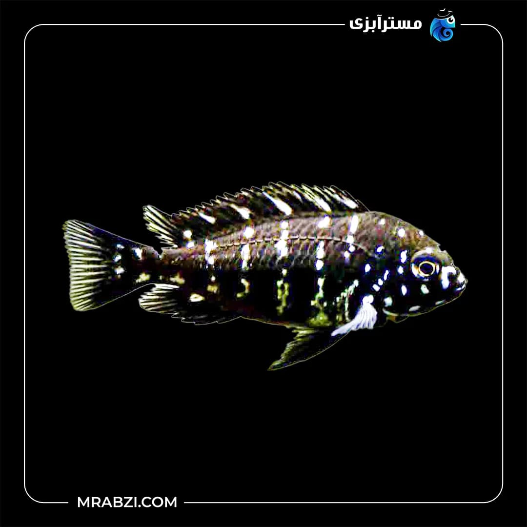 سیچلاید دبوسی