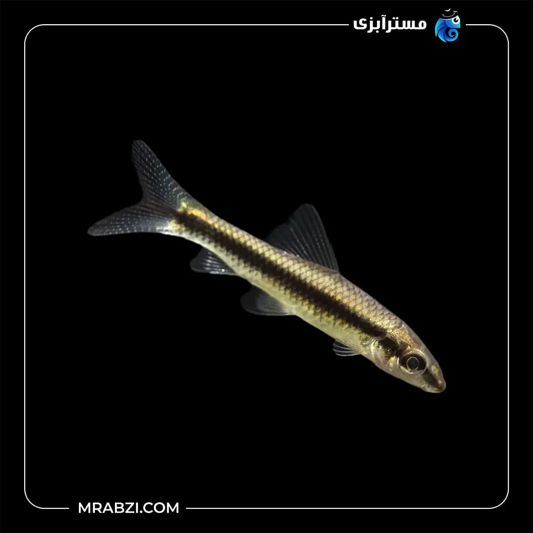 کت سیامی فوکس