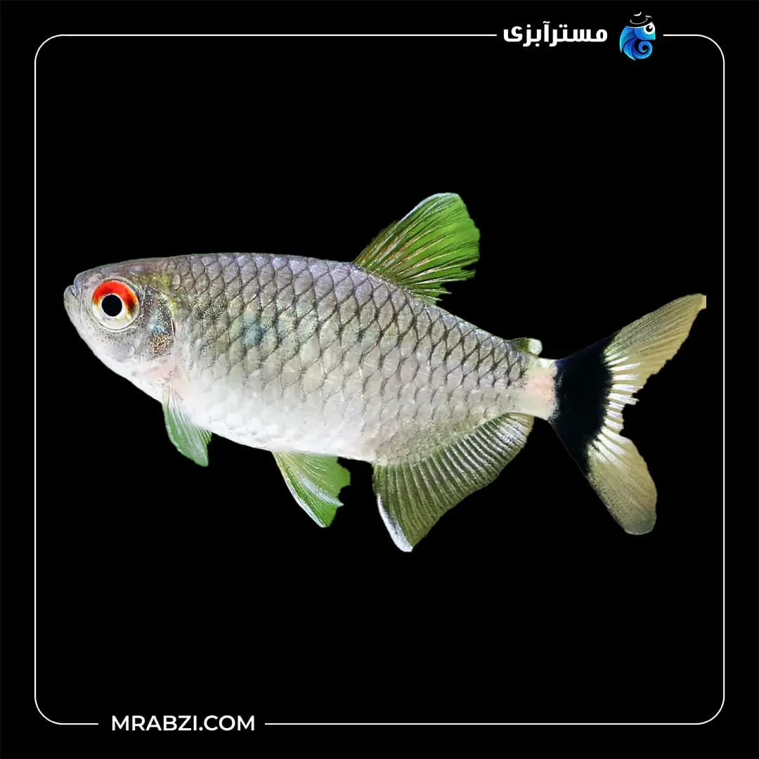تترا چشم چراغی (چشم قرمز)