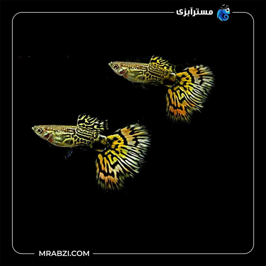 گوپی تایگر
