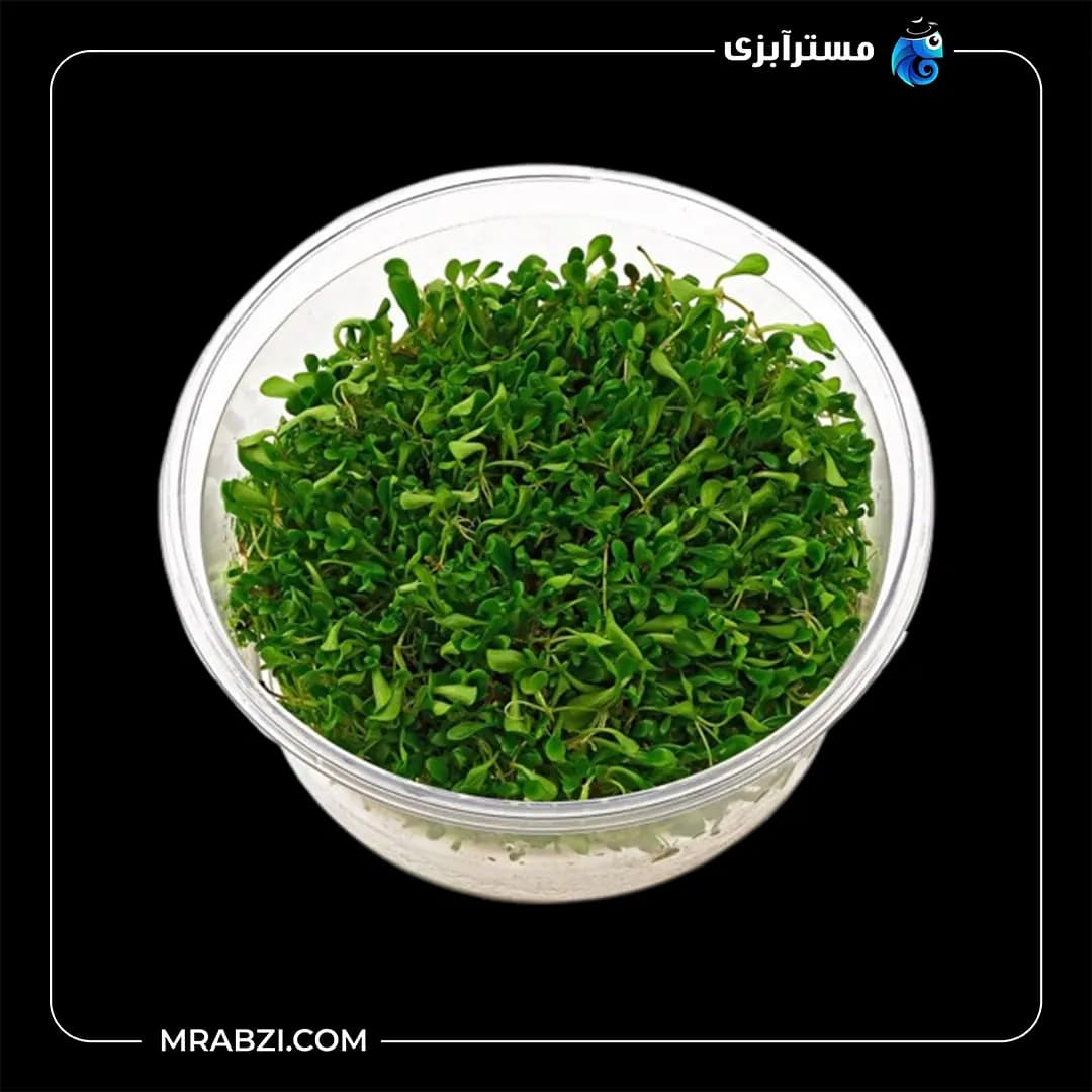 ‏ چمن گلوسوستیگما الاتینودیس (گلاسو)
