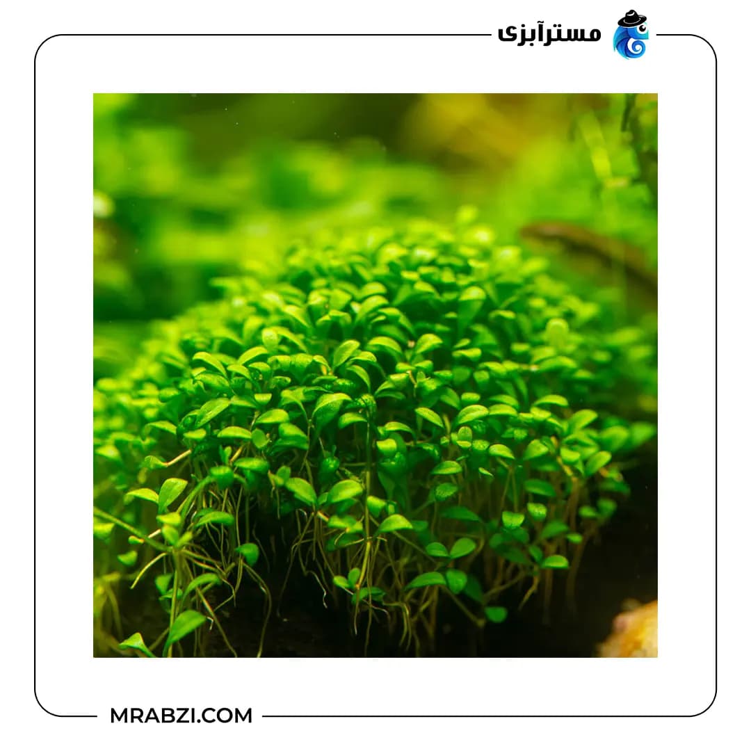 ‏ چمن گلوسوستیگما الاتینودیس (گلاسو) — تصویر ۲