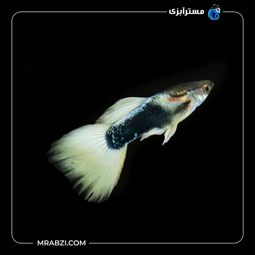 گوپی وایت
