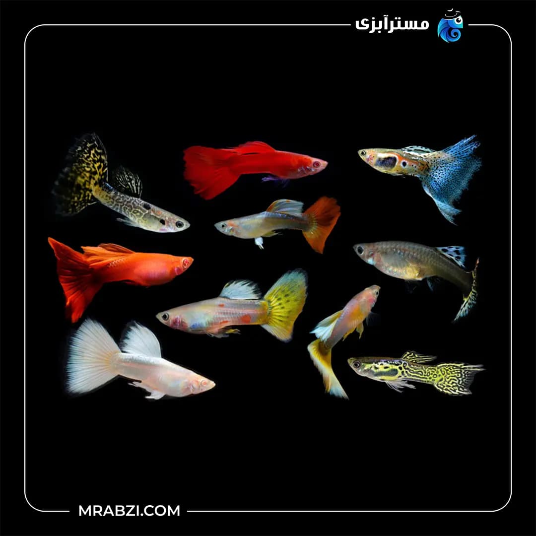 گوپی میکس بازاری