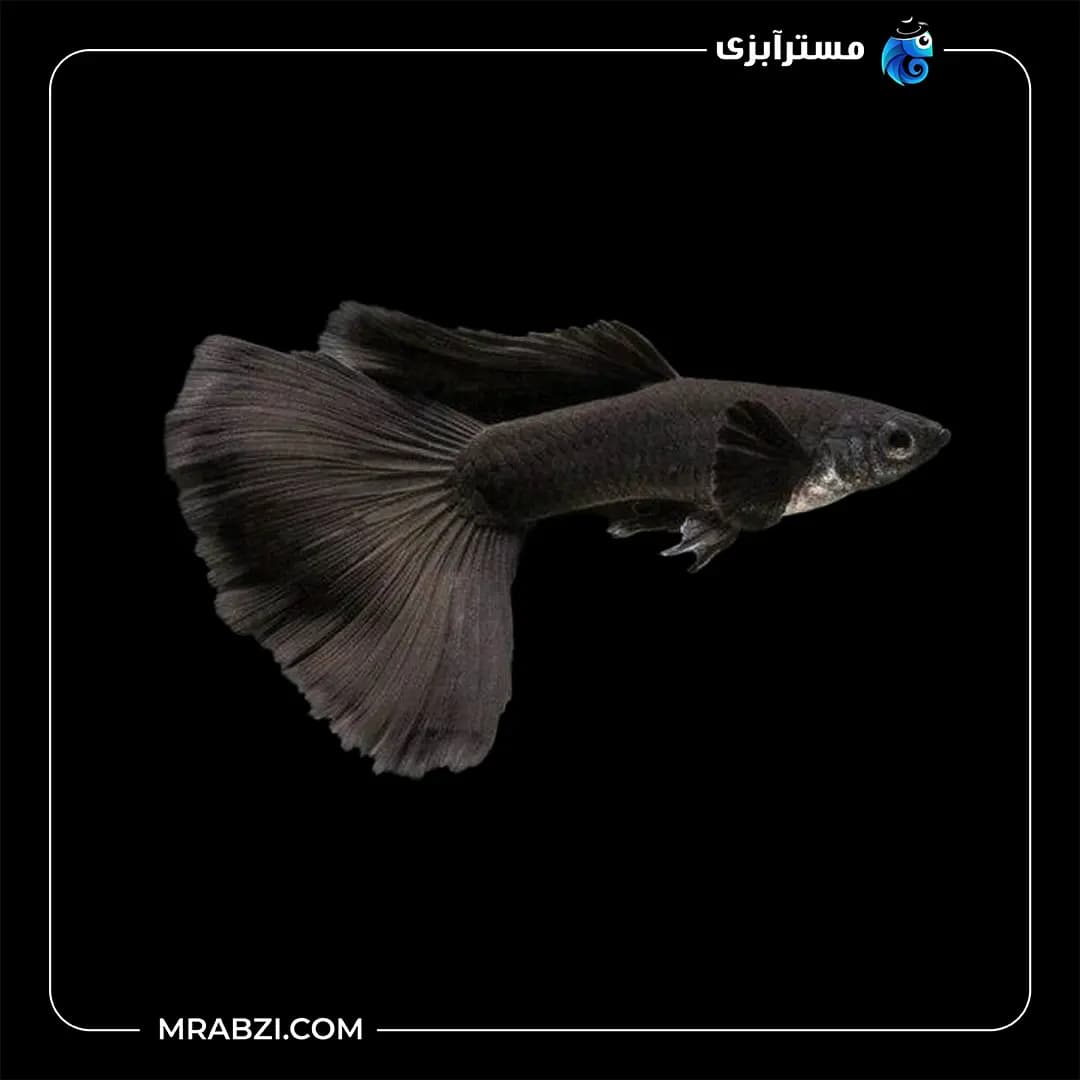 گوپی فول بلک