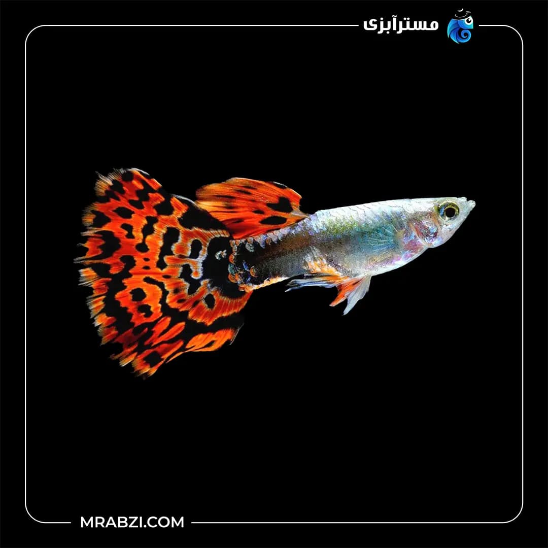 گوپی رد موزاییک