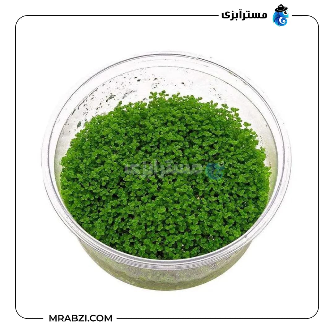 بذر چمن آکواریوم مدل کوبایی (بذر درشت 8 گرمی) — تصویر ۲