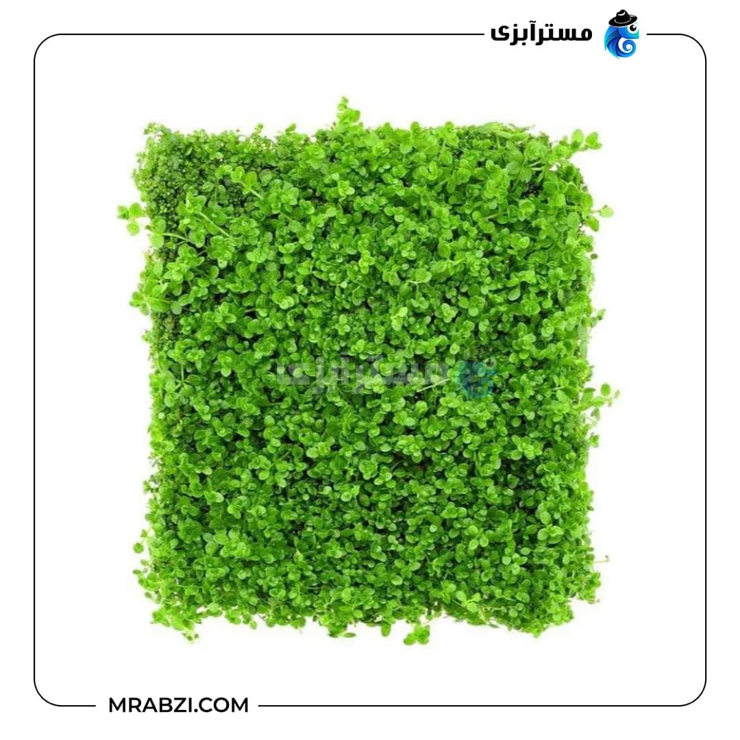 بذر چمن آکواریوم مدل کوبایی (بذر درشت 8 گرمی) — تصویر ۳