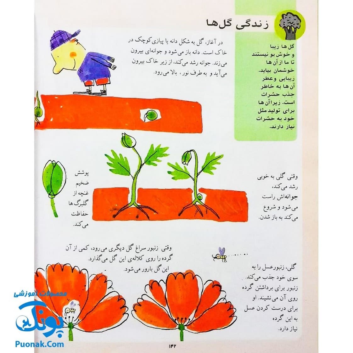 کتاب دایره المعارف کودکان از مجموعه کتاب های مرجع — تصویر ۸