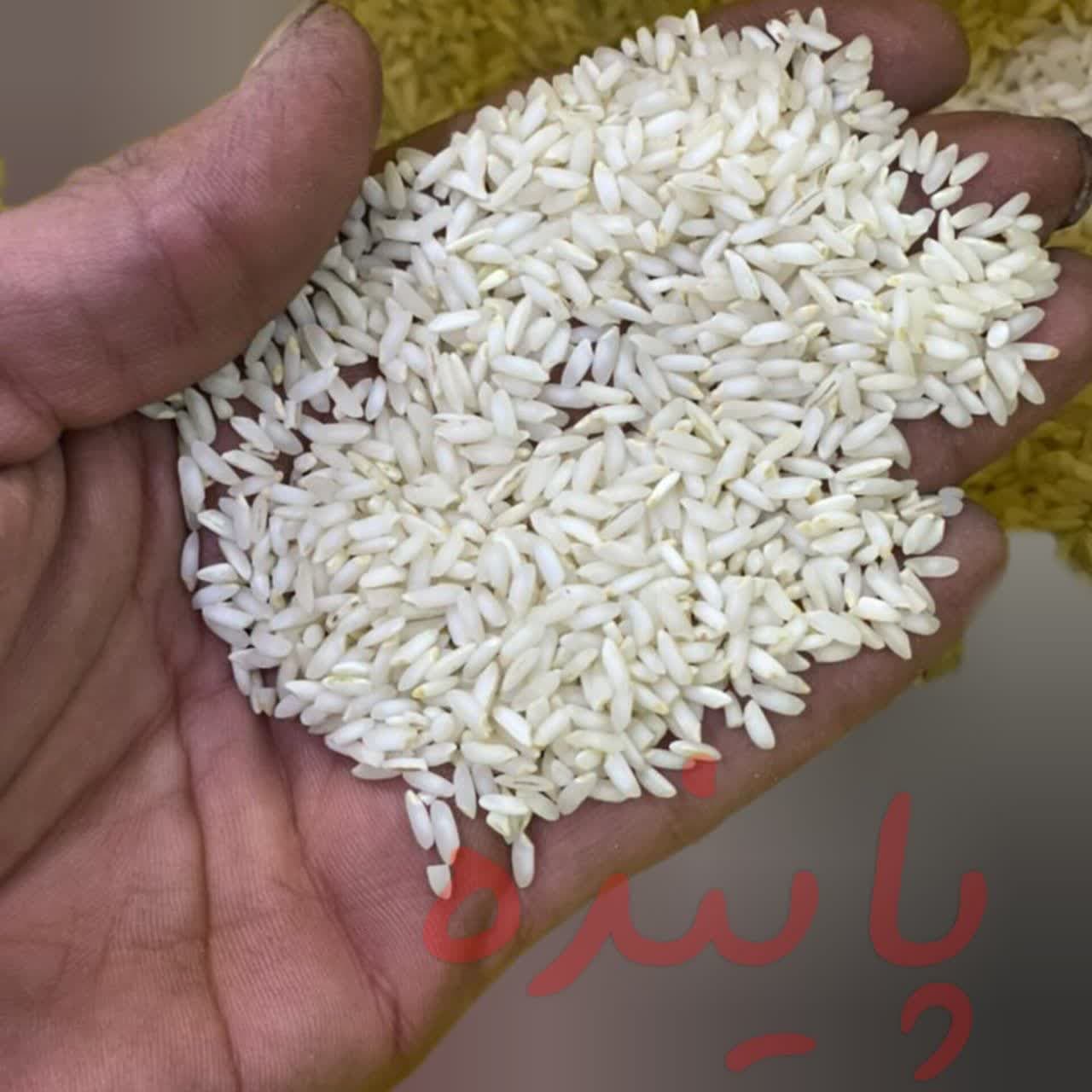برنج عنبربو شوشتر پاینده — تصویر ۶