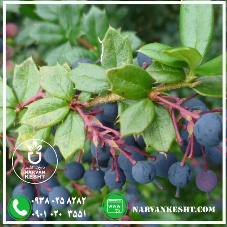 نهال زرشک سیاه بیدانه