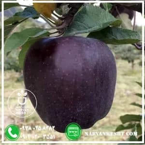 نهال سیب ردمیراکل