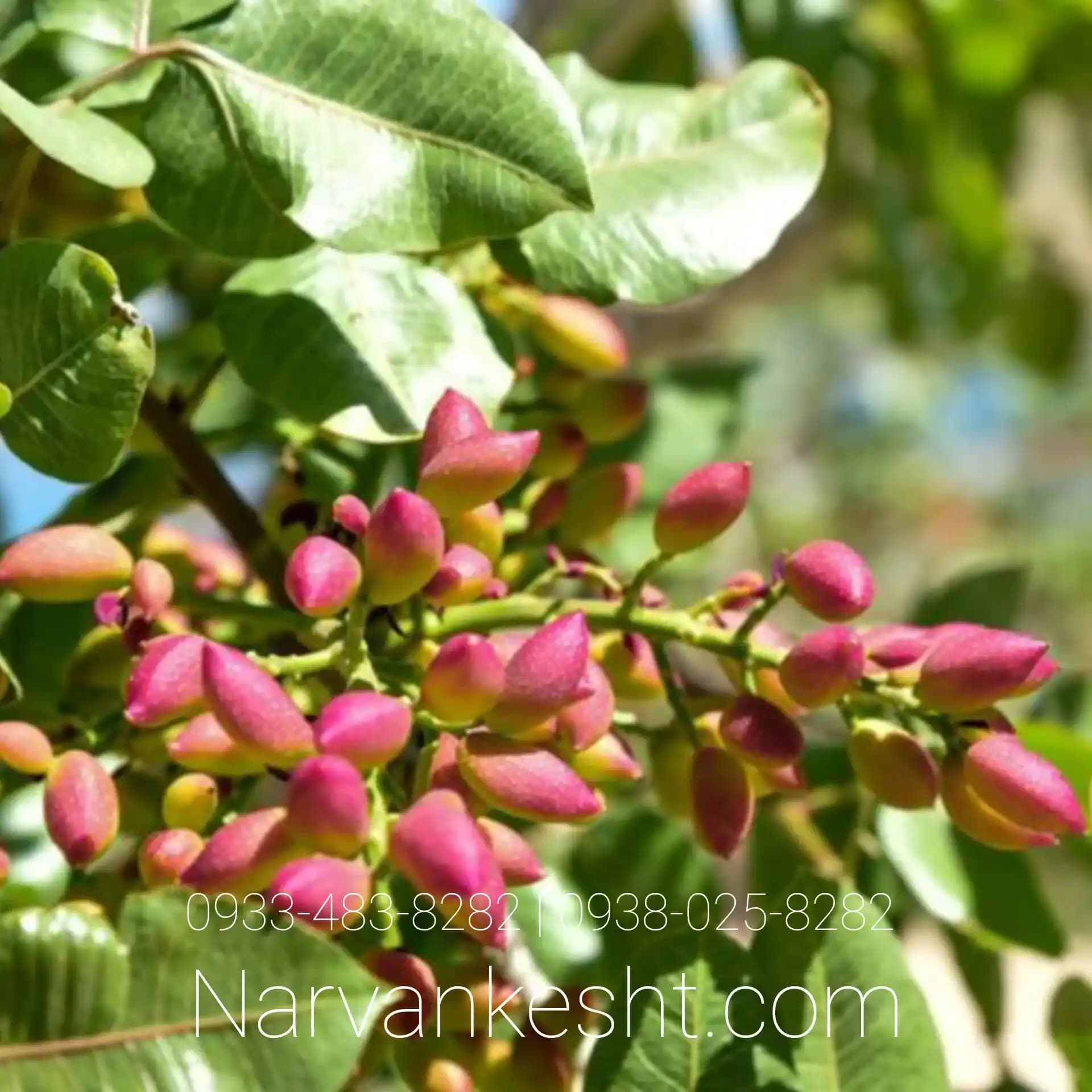 نهال پسته یو سی بی وان
