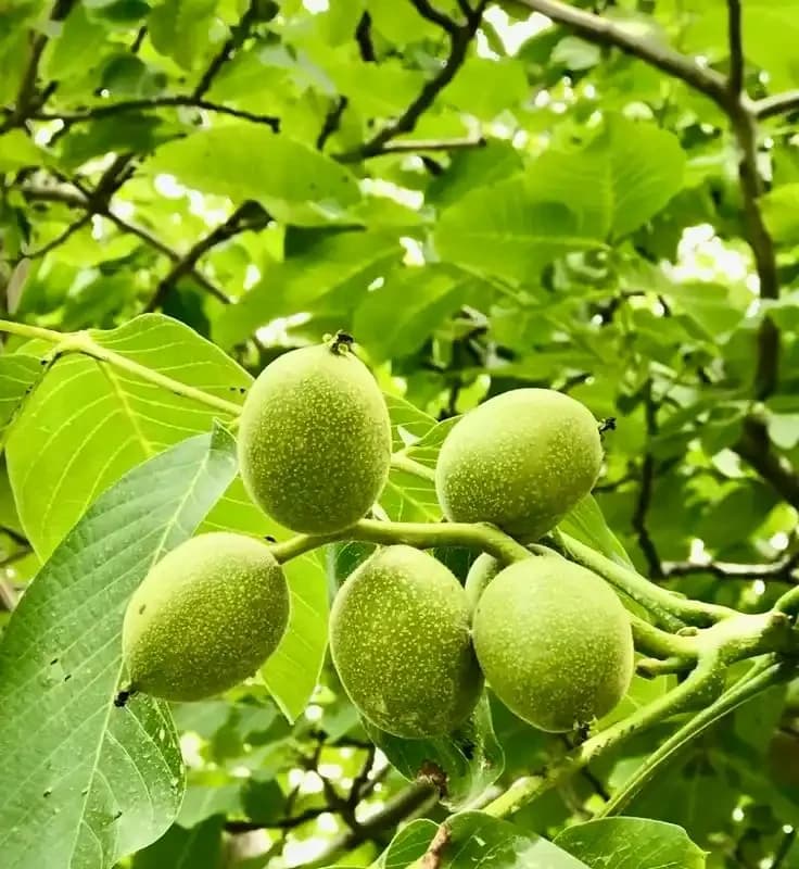 نهال گردو ژنوتیپ نارون تیپ 9