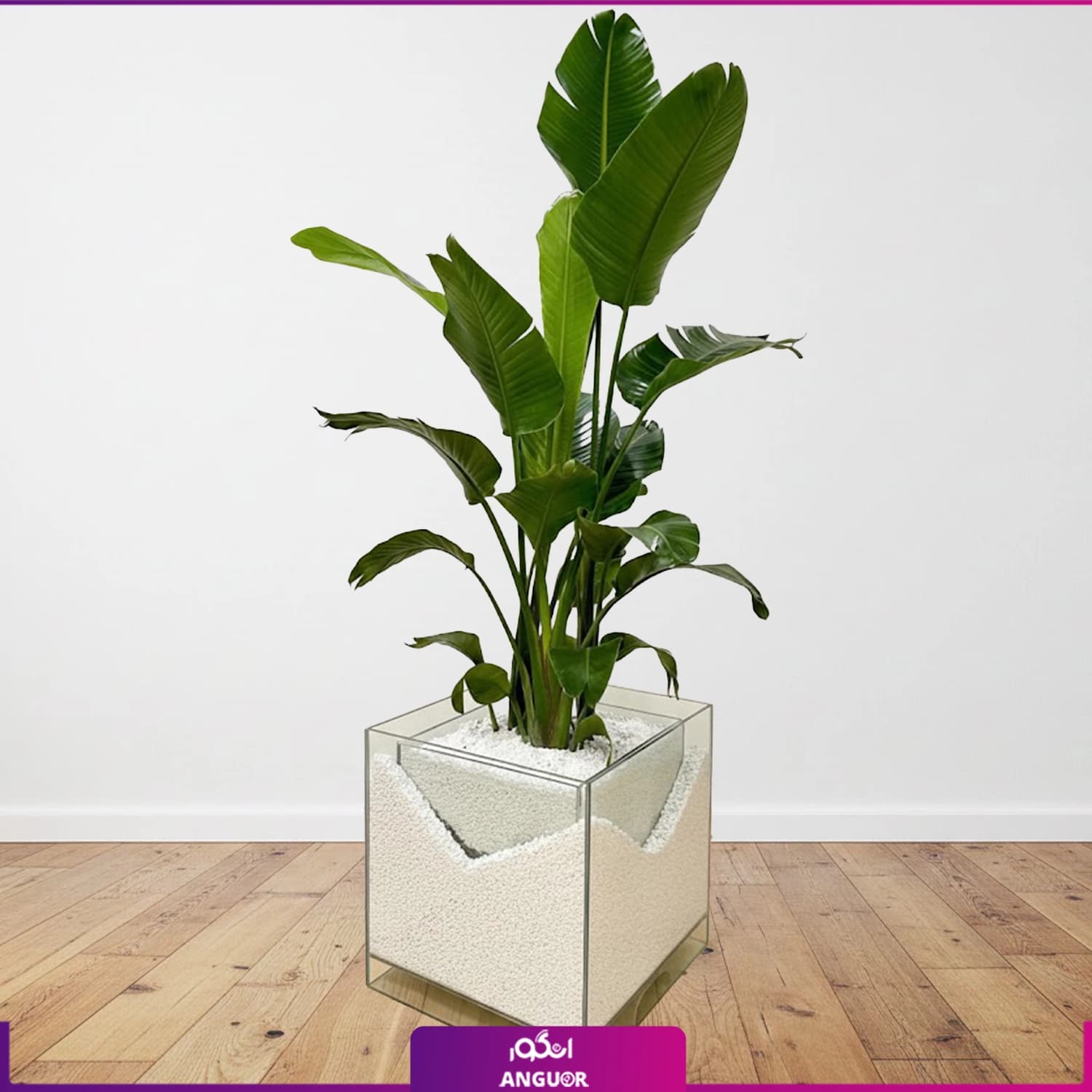 نخل نیکولای با گلدان شیشه ای