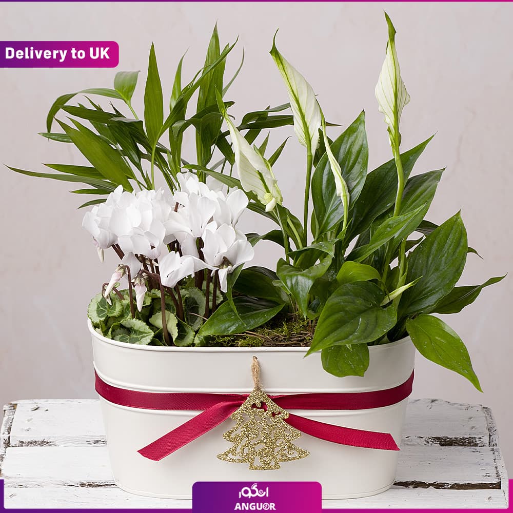Festive Planter (تحویل در انگلستان)