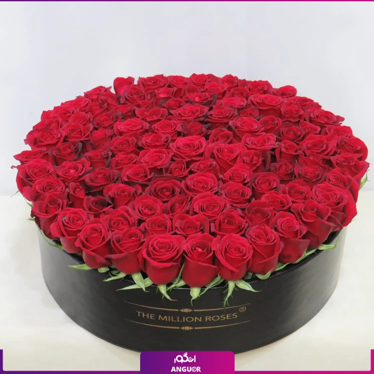 باکس گل رز (100 شاخه رز قرمز هلندی)