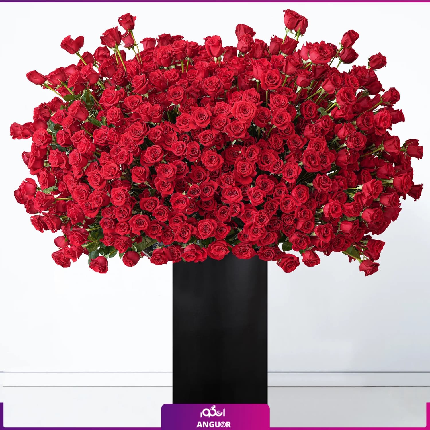 باکس گل 833 شاخه رز قرمز (طرح بین الملل کلاسیک)