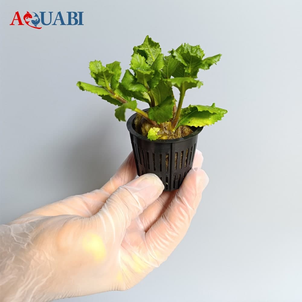 گیـاه آکواریوم افرا
