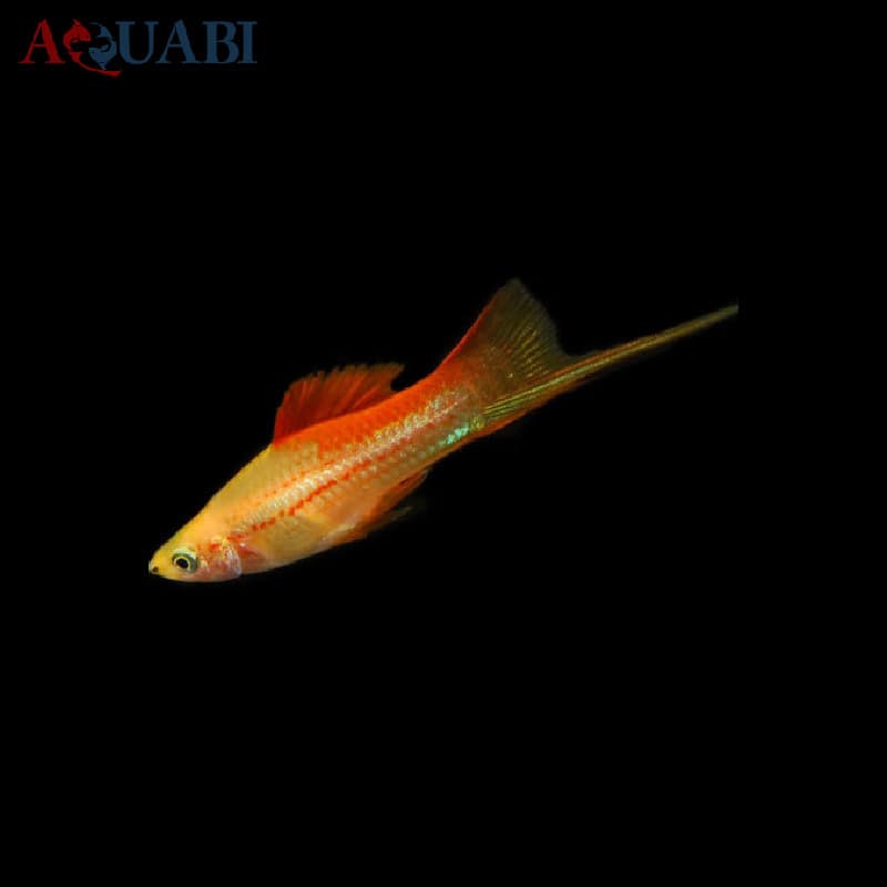ماهی دم شمشیری پین اپل — تصویر ۲
