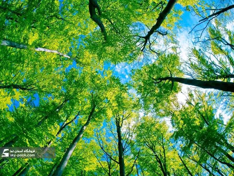 آسمان مجازی طرح درختان به هم پیوسته — تصویر ۲