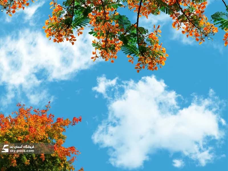 آسمان مجازی سرح گلهای نارنجی در تابستان — تصویر ۲