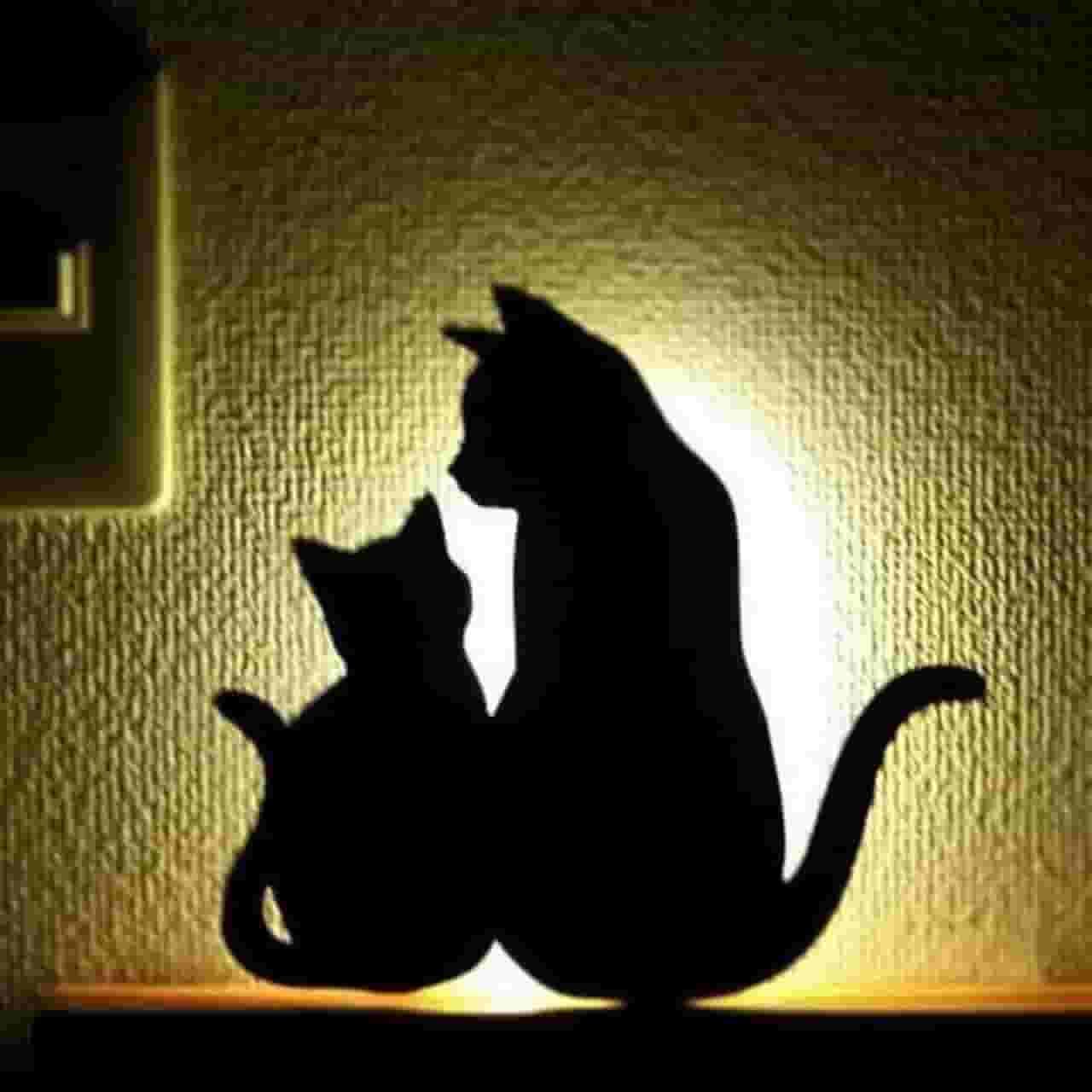چراغ خواب گربه‌ها