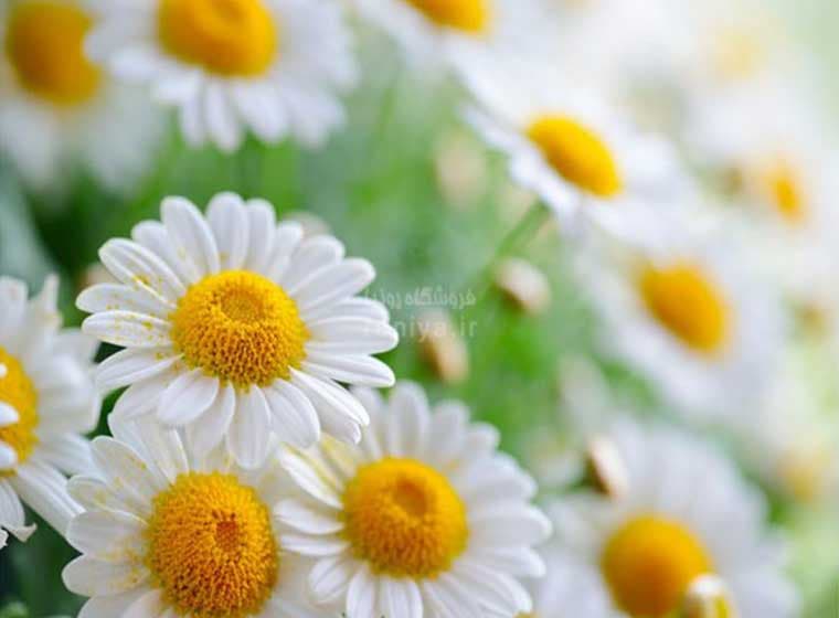 پوستر دیواری سه بعدی بابونه های سفید کد NT-130 — تصویر ۲