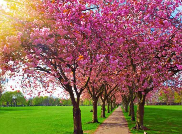 پوستر دیواری سه بعدی شکوفه های صورتی کد NT-157 — تصویر ۳