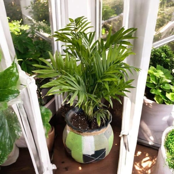 گل برای گربه دوستان