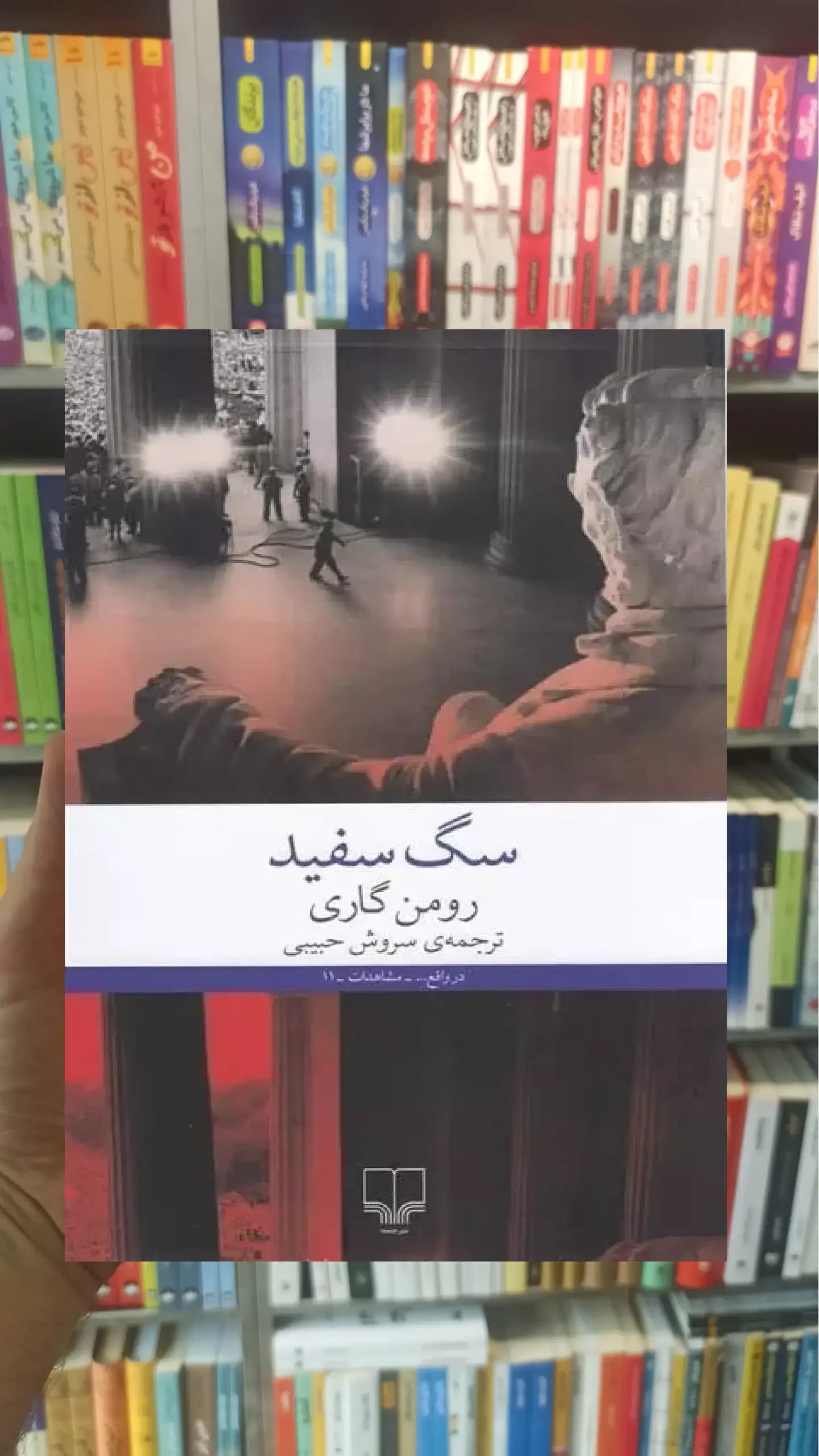 سگ سفید چشمه