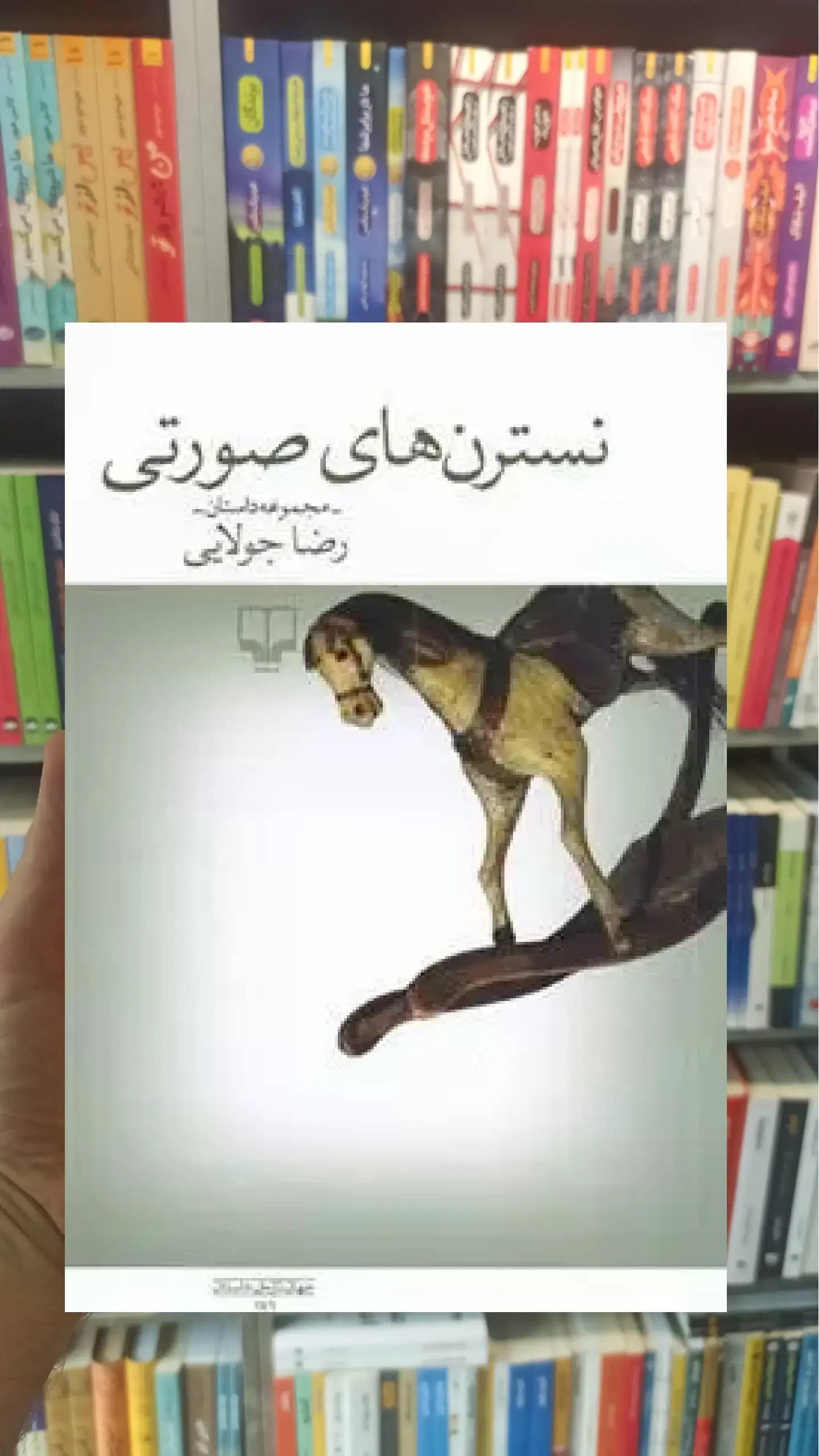 نسترن های صورتی چشمه