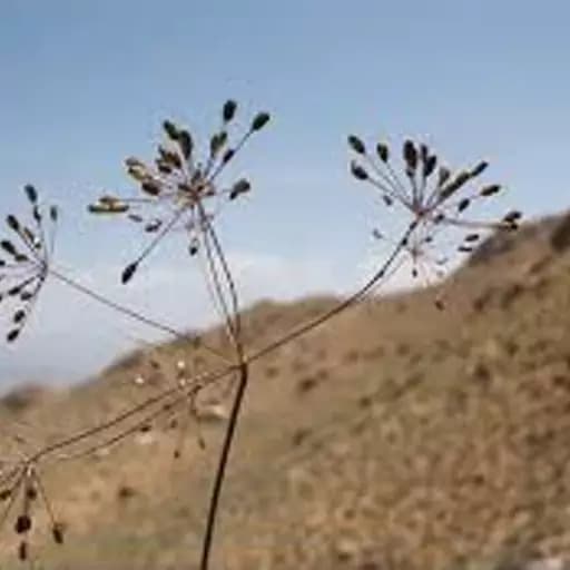 زیره سیاه درجه یک 75 گرم — تصویر ۲