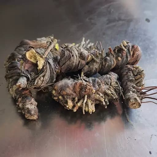 ریشه زنبق75 گرم — تصویر ۳