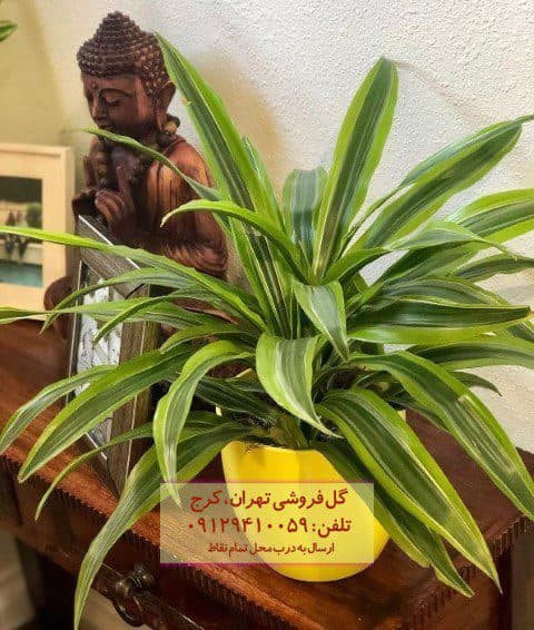 دراسنا برگ لیمویی برای طراحی فضای مدرن خانه