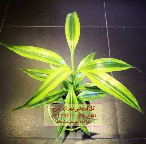 فروش دراسنا برگ لیمویی برای دکوراسیون دفاتر تجاری