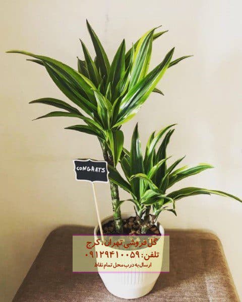 فروش دراسنا برگ لیمویی برای دکوراسیون مطب