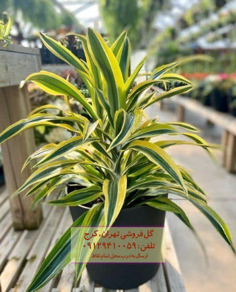 فروش دراسنا برگ لیمویی برای زیباسازی تراس