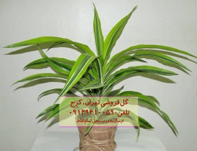 دراسنا برگ لیمویی برای زیباسازی حیاط خلوت