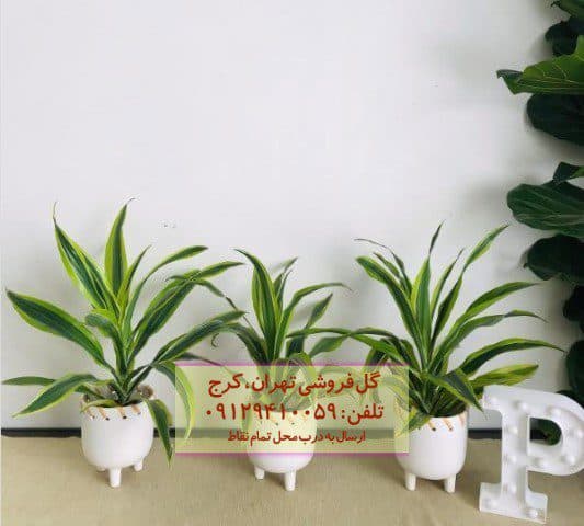 دراسنا برگ لیمویی مناسب برای تزئین فضاهای تعطیلات