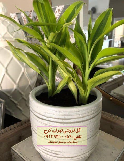دراسنا برگ لیمویی مناسب برای تزئین فضای استراحت