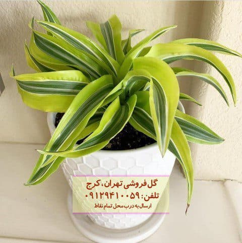 دراسنا برگ لیمویی مناسب برای تزئین کافه‌های مدرن