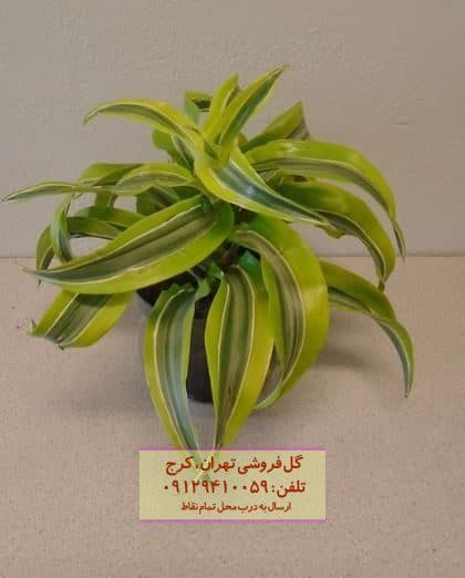 فروش دراسنا برگ لیمویی برای دکوراسیون خانه