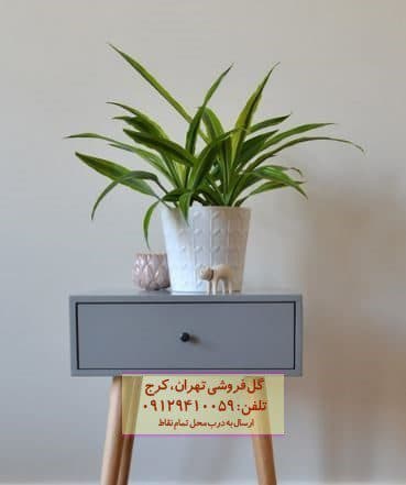 فروش دراسنا برگ لیمویی برای طراحی فضای سبز داخلی