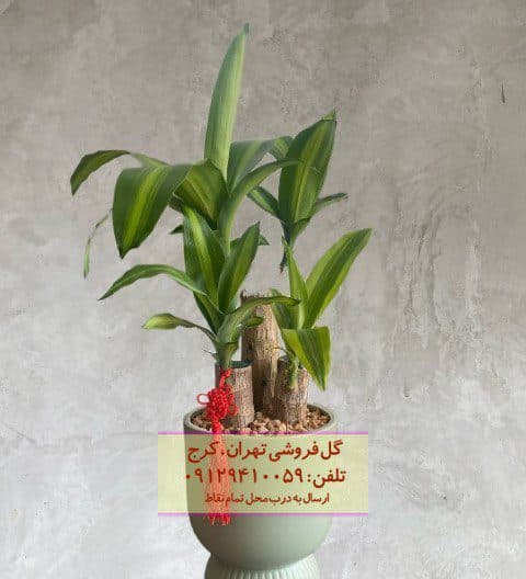 دراسنا بلالی مناسب برای طراحی فضاهای آرامش‌بخش