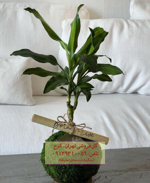 فروش دراسنا بلالی برای طراحی فضاهای عمومی